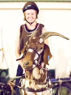 Barcaldine's Tree of Knowledge Goat Races